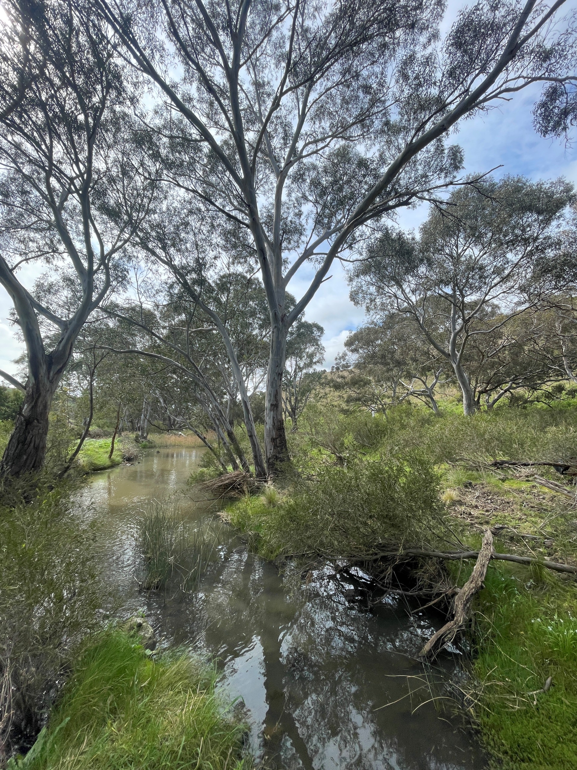 A creek system that is wild and natural, with trees, shrubs, reeds and grass